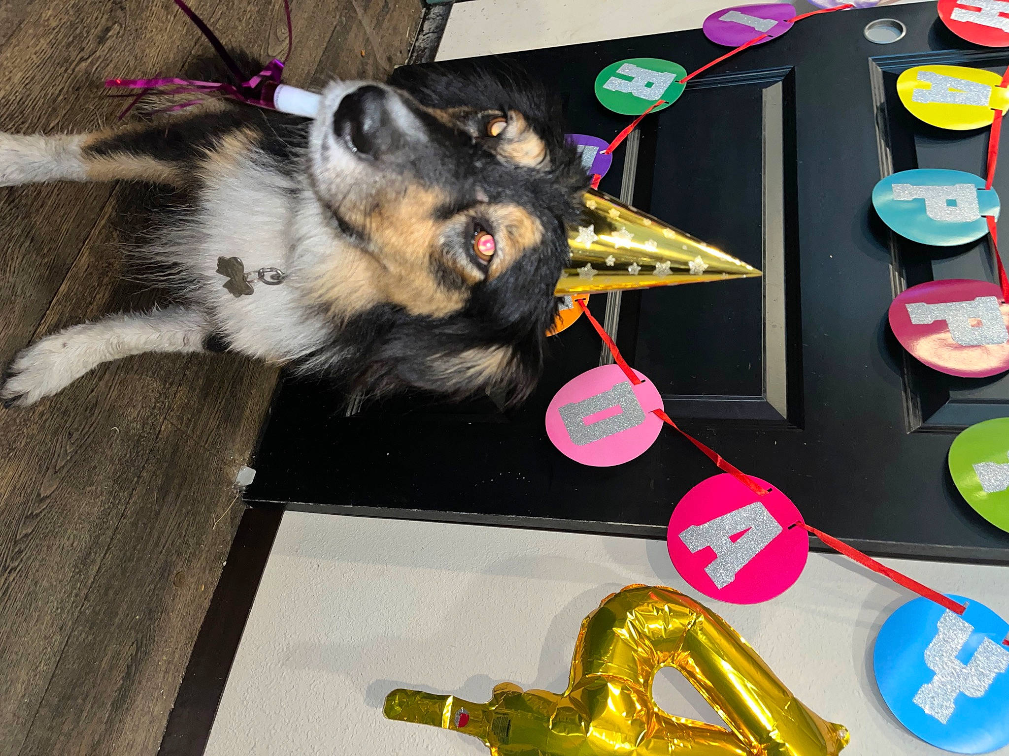 Daphne is registered to the contest to win money with this photo: bowl, canidae, carnivore, collar, comfort_food, companion_dog, dog, dog_breed, dog_supply, event, fashion_accessory, fur, party_supply, paw, sporting_group, table, tableware, tail, working_dog