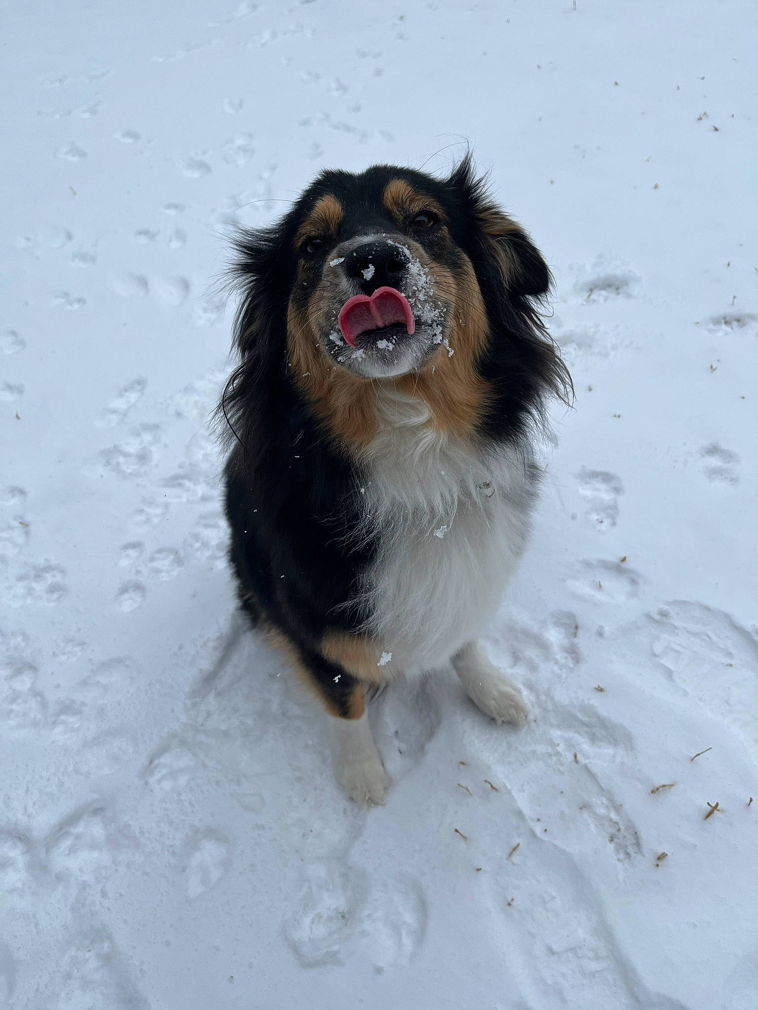 Daphne is registered to the contest to win money with this photo: canidae, carnivore, companion_dog, dog, dog_breed, dog_supply, fur, herding_dog, japanese_chin, liver, pekingese, snout, snow, sporting_group, tail, toy_dog, whiskers, winter, working_animal, working_dog