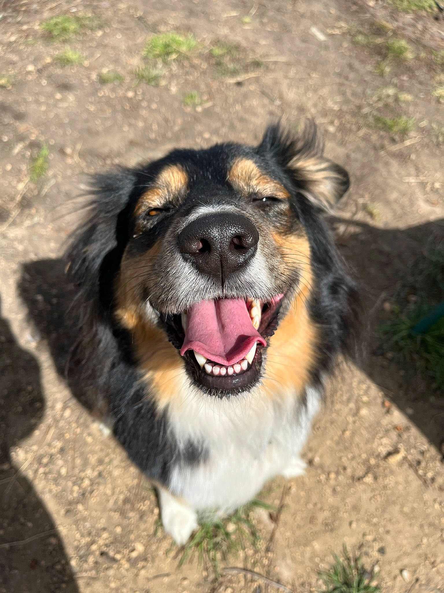 Daphne is registered to the contest to win money with this photo: canidae, carnivore, collar, companion_dog, dog, dog_breed, fang, fawn, foot, fur, grass, paw, plant, shout, snout, sporting_group, terrestrial_animal, whiskers, working_animal, working_dog