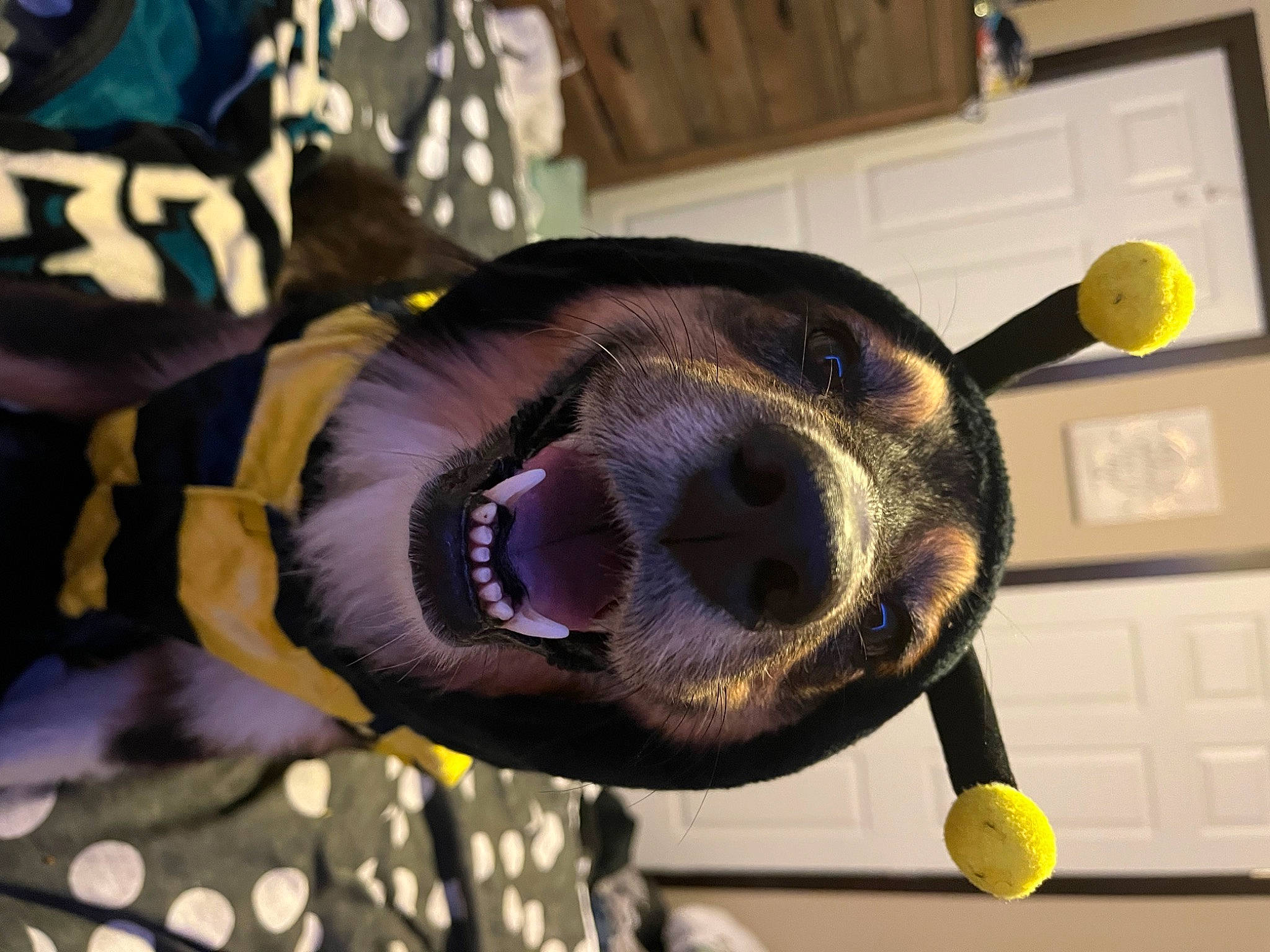 Daphne is registered to the contest to win money with this photo: audio_equipment, computer_keyboard, eyewear, fur, input_device, metal, peripheral, personal_protective_equipment, plush, power_plugs_and_sockets, room, snout, stuffed_toy, sunglasses, yellow