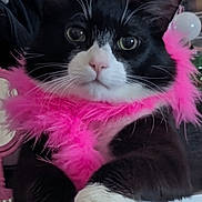 Butterscotch joined the competition — help win amazing prizes! accessory, cat, close_up, costume, crown, cute, drawer, feather_boa, feline, furniture, indoor, makeup_lights, paws, pet, pink, portrait, tuxedo_cat, vanity_mirror, whiskers, white_paws