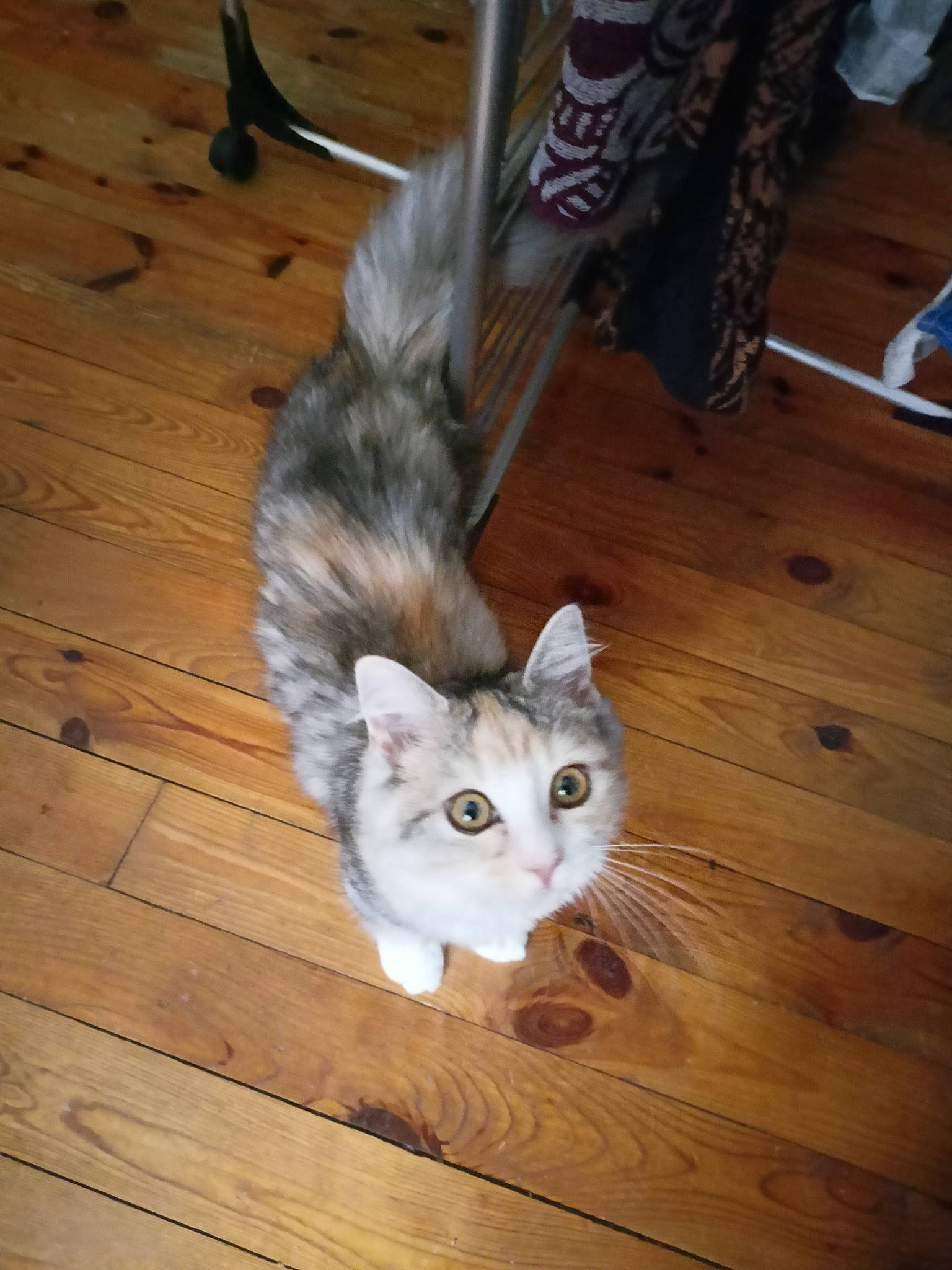 Princesse a rejoint le concours — aidez-le/la à gagner de superbes lots ! carnivore, cat, domestic_short_haired_cat, fawn, felidae, floor, flooring, fur, hardwood, laminate_flooring, paw, plank, small_to_medium_sized_cats, snout, tail, varnish, whiskers, wood, wood_flooring, wood_stain