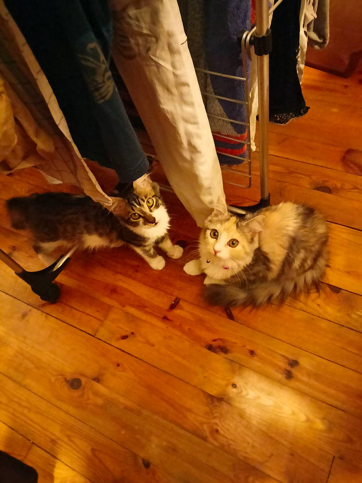 Princesse a rejoint le concours — aidez-le/la à gagner de superbes lots ! carnivore, cat, comfort, companion_dog, dog_breed, fawn, felidae, floor, flooring, hardwood, laminate_flooring, leg, shoe, small_to_medium_sized_cats, sneakers, snout, tail, whiskers, wood, wood_stain