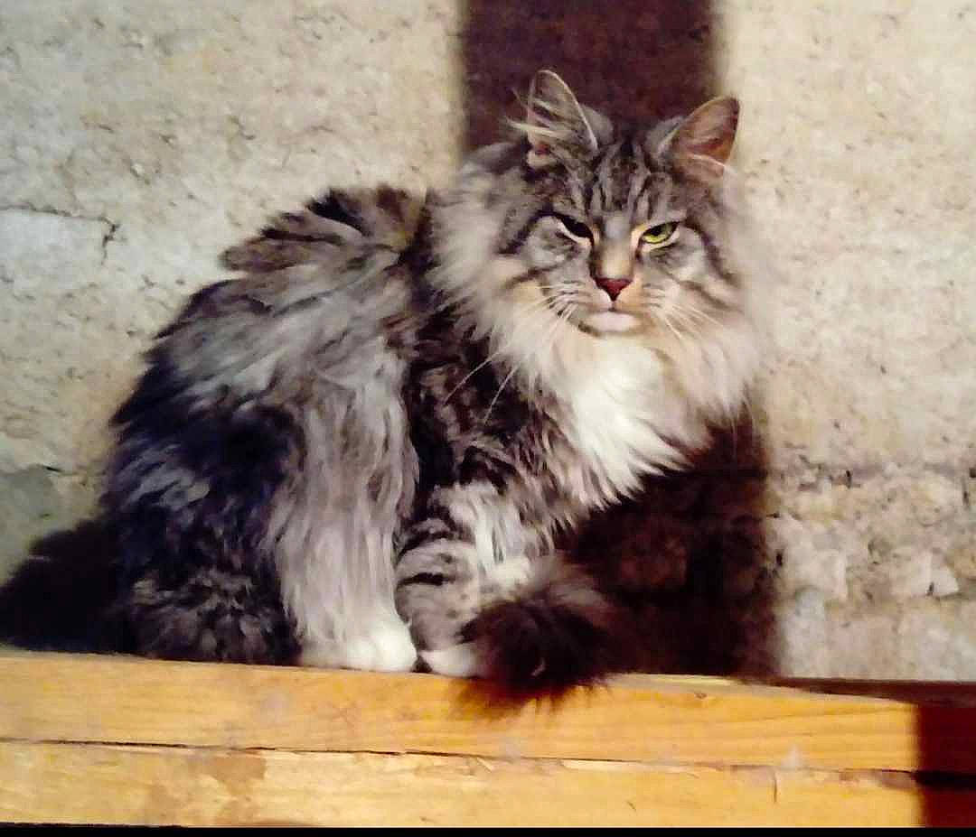 Princesse participe au concours pour gagner de l'argent avec cette photo : carnivore, cat, claw, felidae, fur, maine_coon, norwegian_forest_cat, paw, plant, small_to_medium_sized_cats, snout, terrestrial_animal, whiskers, wood