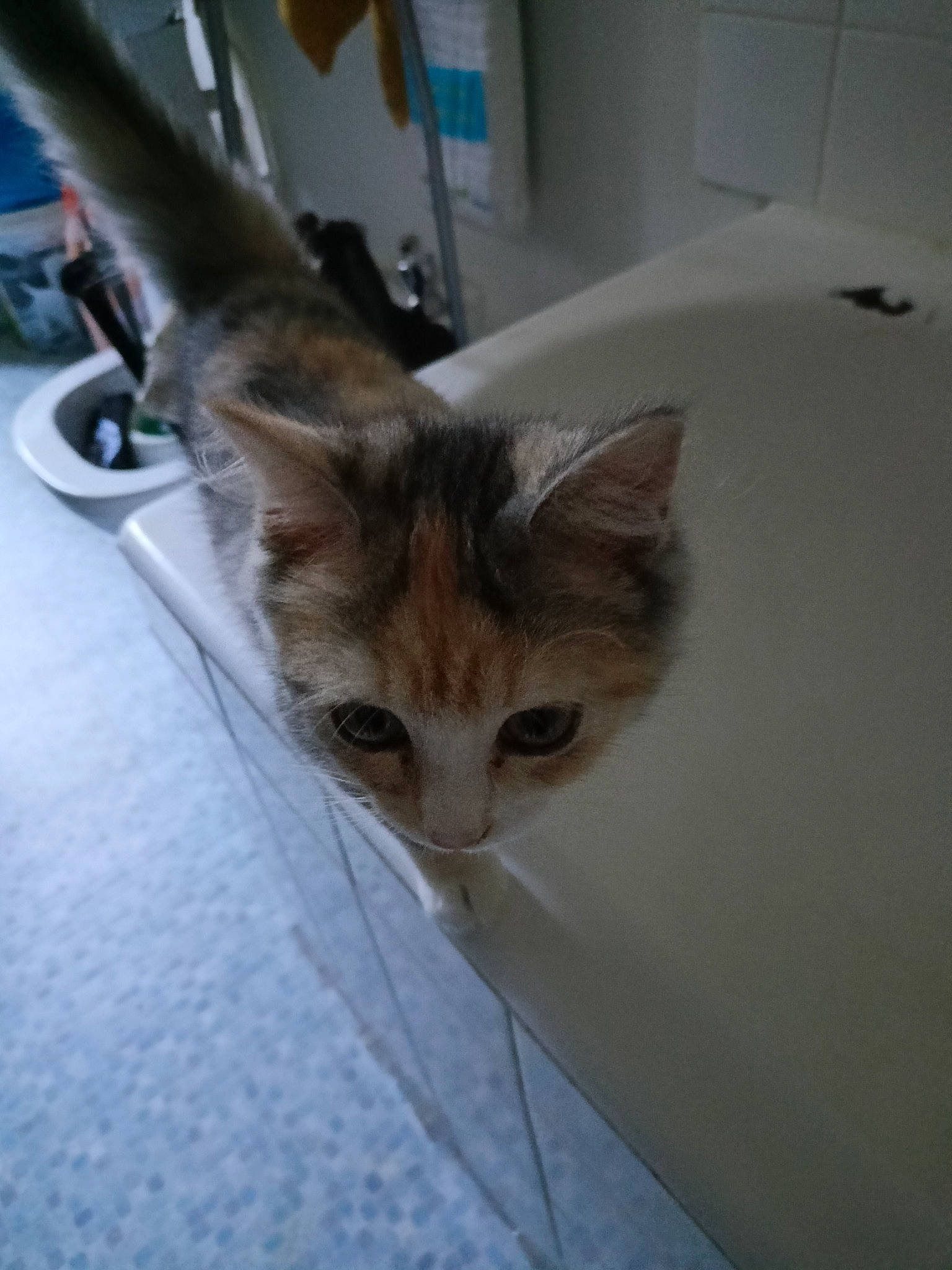 Princesse a rejoint le concours — aidez-le/la à gagner de superbes lots ! carnivore, cat, collar, domestic_short_haired_cat, fawn, felidae, fur, small_to_medium_sized_cats, tail, whiskers