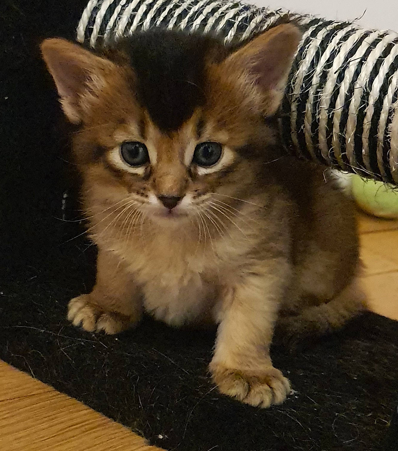 Savannah Des Zamours De Som