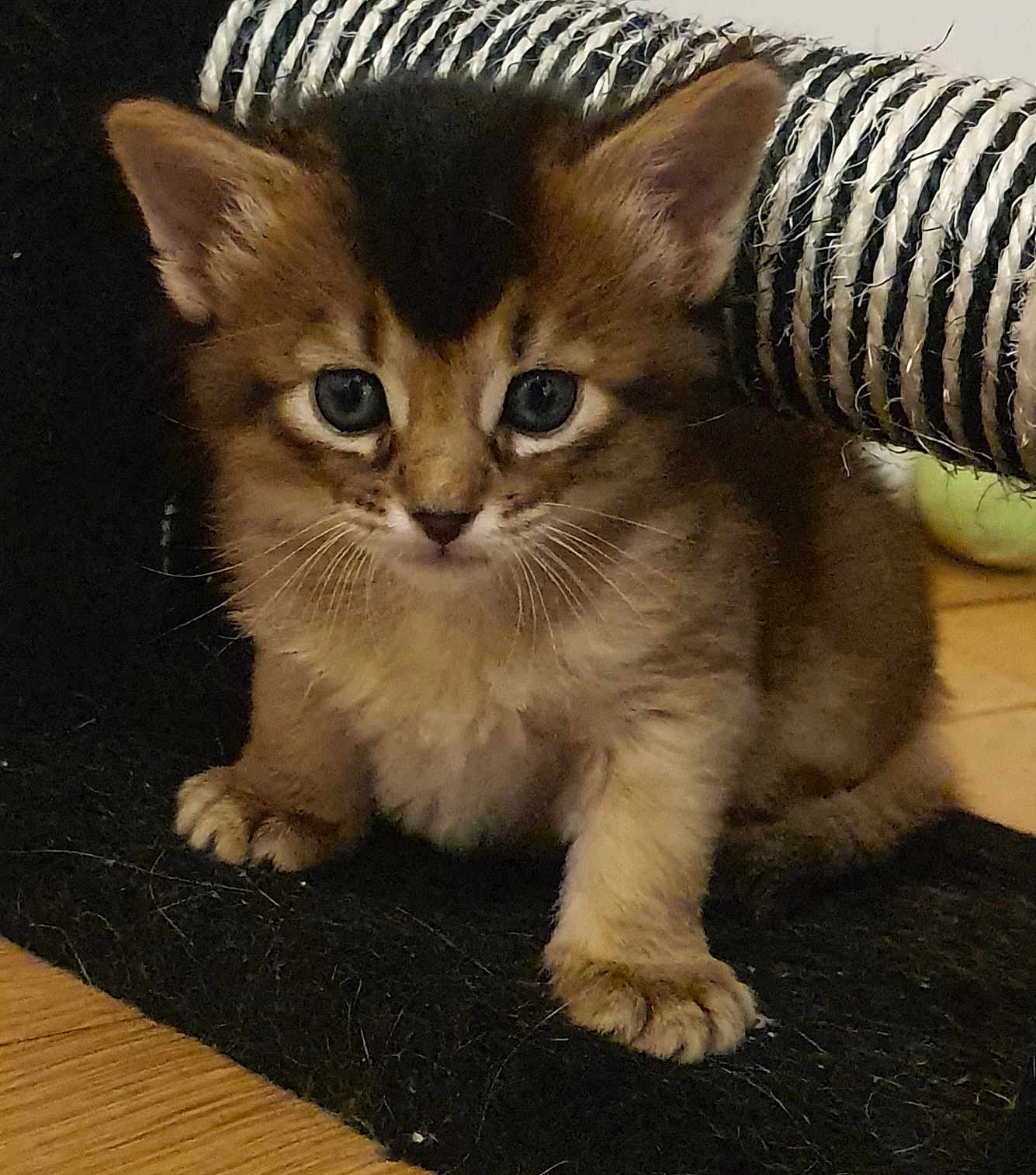 Savannah Des Zamours De Som