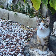 Chance participe au concours pour gagner de l'argent avec cette photo : animal, calico, cat, curious, daylight, ears, fur, garden, greenery, kitten, nature, outdoor, pet, plants, rocks, sitting, statue, stone, tail, whiskers