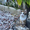 animal, calico, cat, curious, daylight, ears, fur, garden, greenery, kitten, nature, outdoor, pet, plants, rocks, sitting, statue, stone, tail, whiskers