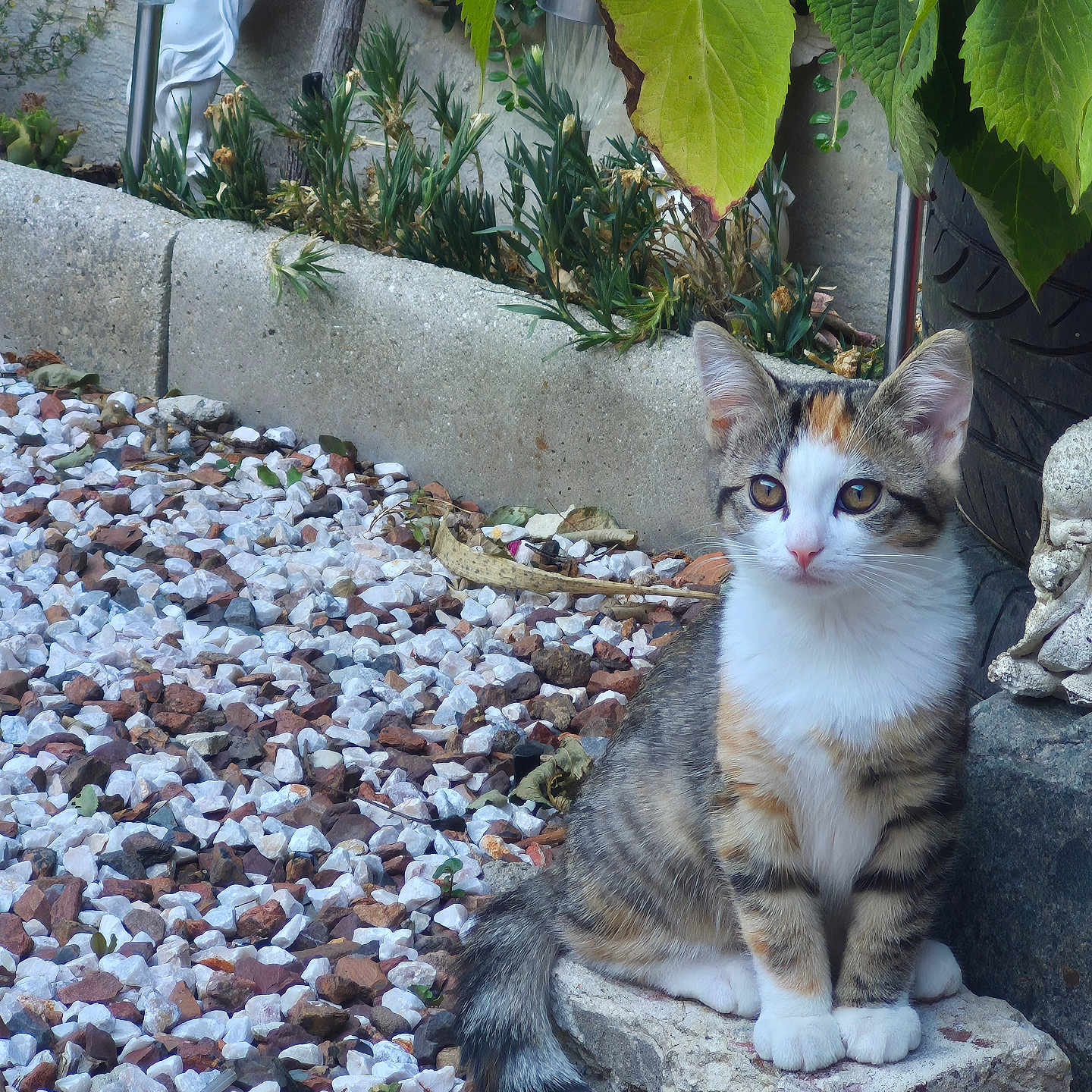 Chance participe au concours pour gagner de l'argent avec cette photo : animal, calico, cat, curious, daylight, ears, fur, garden, greenery, kitten, nature, outdoor, pet, plants, rocks, sitting, statue, stone, tail, whiskers