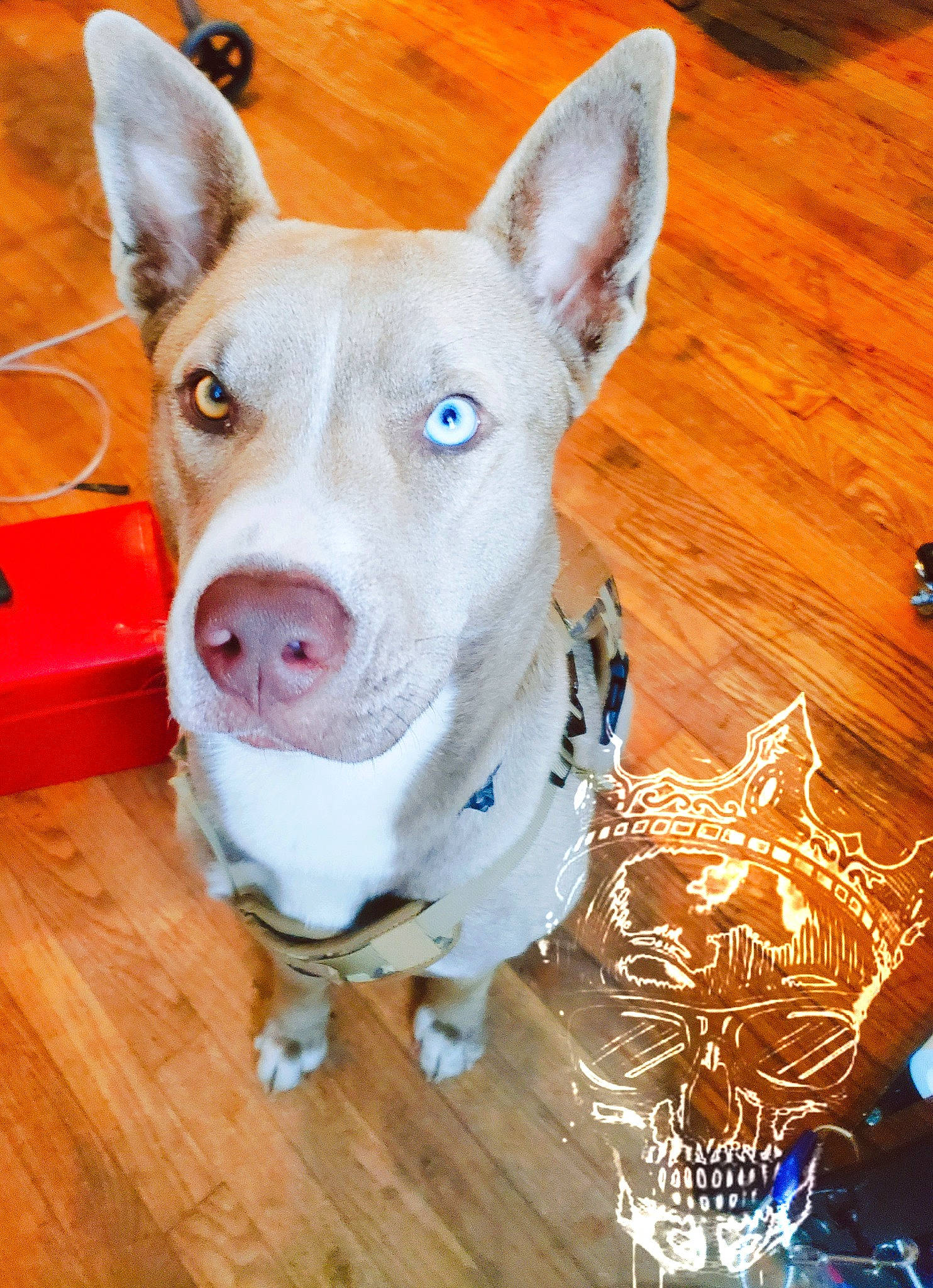 Natalie is registered to the contest to win money with this photo: carnivore, collar, companion_dog, dog, dog_breed, dog_collar, dog_supply, ear, event, fawn, flooring, hardwood, old_english_terrier, pet_supply, snout, terrestrial_animal, varnish, whiskers, wood, working_animal