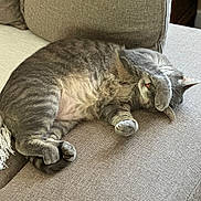 Picasso a rejoint le concours — aidez-le/la à gagner de superbes lots ! cat, gray_cat, tabby, sleeping, paw, couch, furniture, indoor, cozy, resting, pet, animal, cute, fur, relaxing, domestic_cat, covering_face, nap, soft_lighting, home