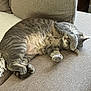 cat, gray_cat, tabby, sleeping, paw, couch, furniture, indoor, cozy, resting, pet, animal, cute, fur, relaxing, domestic_cat, covering_face, nap, soft_lighting, home