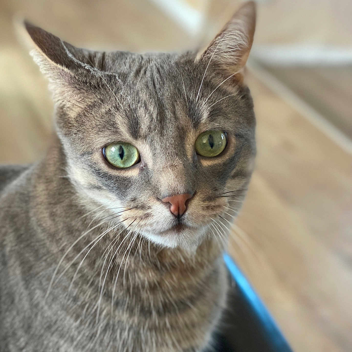 Picasso a rejoint le concours — aidez-le/la à gagner de superbes lots ! animal, background_blur, cat, close_up, curious, cute, domestic_cat, ears, feline, fur, green_eyes, household, indoor, looking, pet, portrait, sitting, soft_light, tabby_cat, whiskers