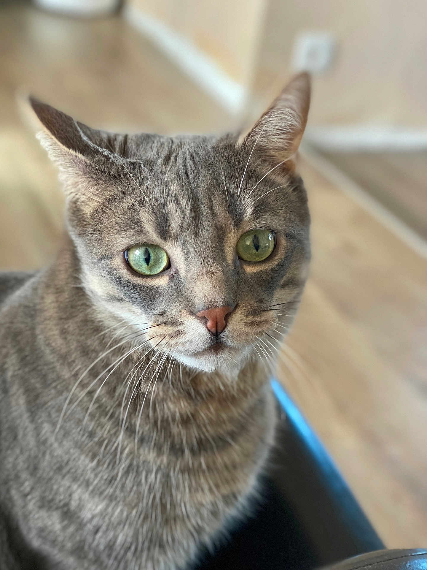 Picasso a rejoint le concours — aidez-le/la à gagner de superbes lots ! cat, tabby_cat, green_eyes, close_up, indoor, pet, feline, fur, whiskers, ears, animal, portrait, domestic_cat, sitting, curious, looking, soft_light, background_blur, household, cute