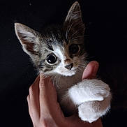 Oreo joined the competition — help win amazing prizes! adorable, animal, black_background, cat, closeup, cute, domestic, feline, fur, hand, kitten, looking, mammal, paws, pet, portrait, small, soft, whiskers, young