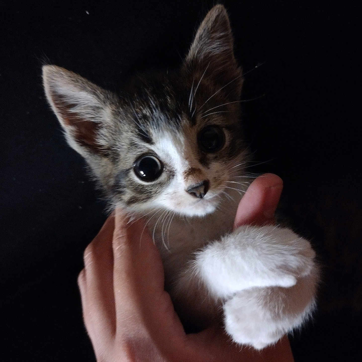Oreo joined the competition — help win amazing prizes! adorable, animal, black_background, cat, closeup, cute, domestic, feline, fur, hand, kitten, looking, mammal, paws, pet, portrait, small, soft, whiskers, young