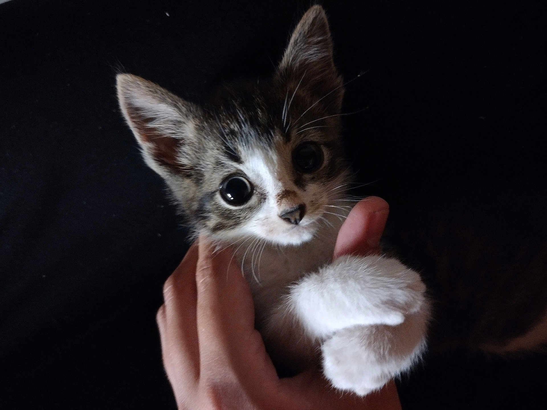 Oreo