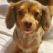 Coco joined the competition — help win amazing prizes! dog, puppy, pet, brown_fur, close_up, portrait, eyes, nose, ears, blanket, bed, sitting, indoor, cute, small_breed, looking_at_camera, fur, front_facing, mobile_screenshot, timestamp