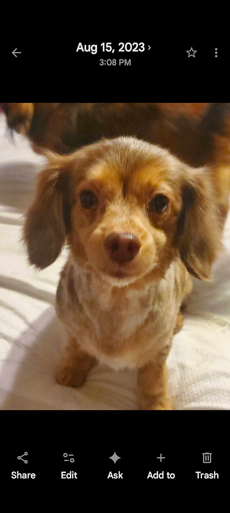 Coco joined the competition — help win amazing prizes! dog, puppy, pet, brown_fur, close_up, portrait, eyes, nose, ears, blanket, bed, sitting, indoor, cute, small_breed, looking_at_camera, fur, front_facing, mobile_screenshot, timestamp