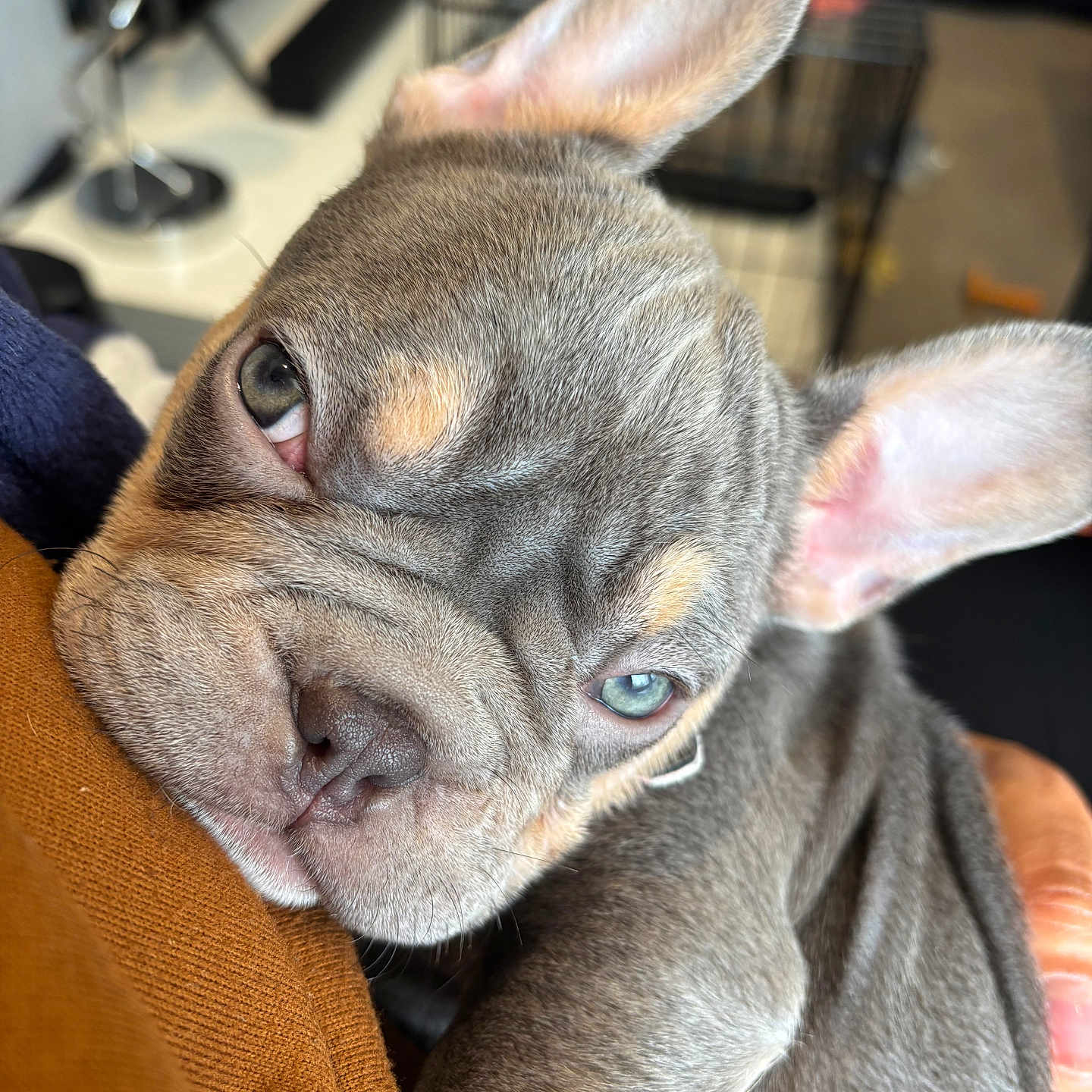 Nala joined the competition — help win amazing prizes! animal, boxer, bulldog, canine, dog, frenchbulldog, hound, pet, pitbull, puppy, snout
