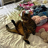Cesar a rejoint le concours — aidez-le/la à gagner de superbes lots ! animal, bed, blanket, casual, cat, cozy, curious, cute, domestic, floral_pattern, furniture, indoor, pet, plush_toys, relaxed, resting, room, soft_toys, stuffed_animals, tabby_cat