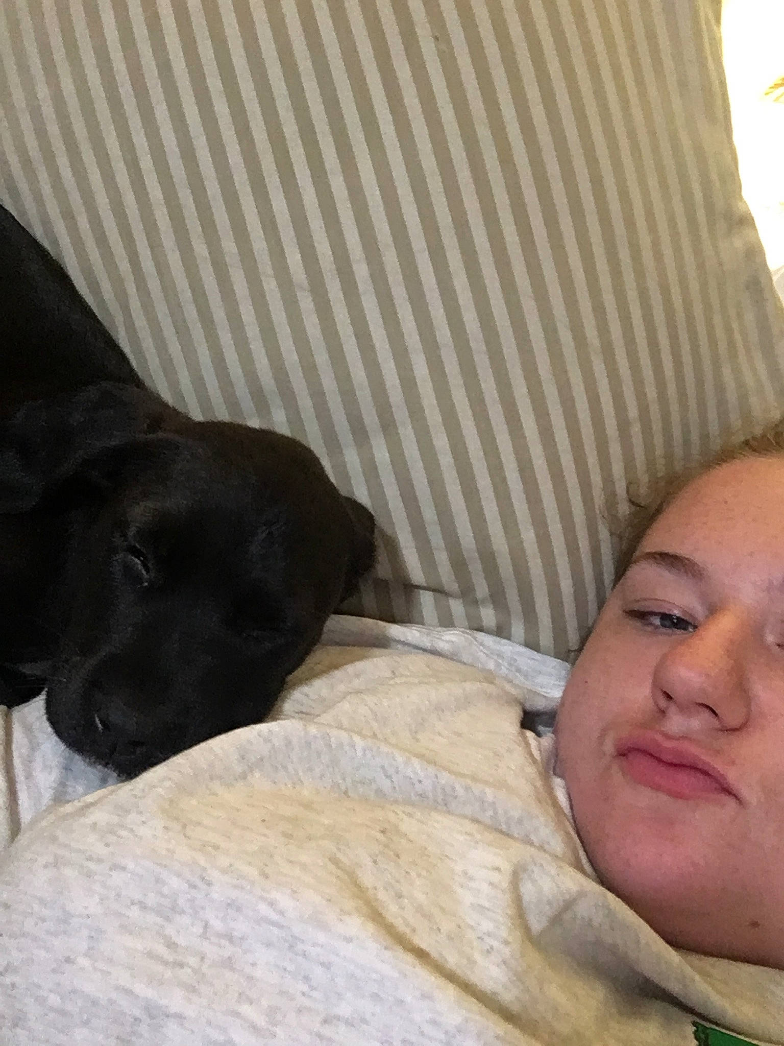 Vara joined the competition — help win amazing prizes! canidae, carnivore, comfort, dog, dog_breed, fawn, labrador_retriever, nap, sporting_group