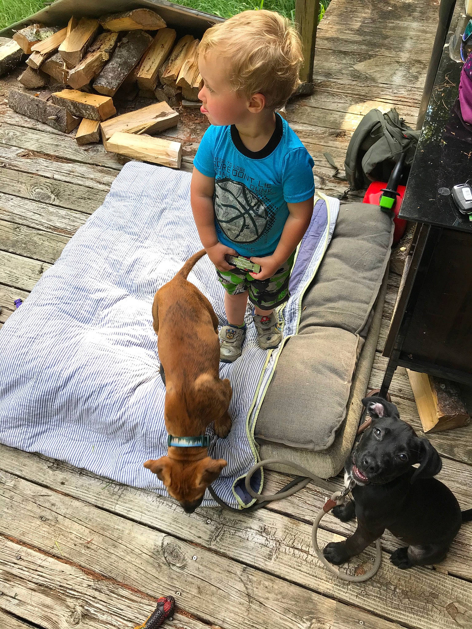 Vara joined the competition — help win amazing prizes! canidae, carnivore, child, companion_dog, dachshund, dog, dog_breed, fawn, leash, play, sporting_group, vacation