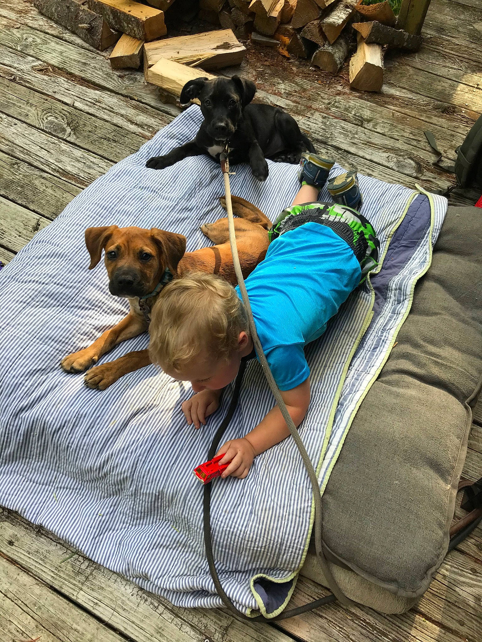 Tobias is registered to the contest to win money with this photo: canidae, carnivore, companion_dog, dog, dog_breed, fawn, leash, nap, puppy, rhodesian_ridgeback, sporting_group, vacation
