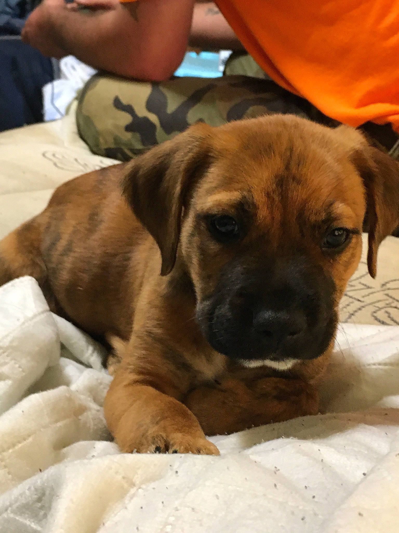 Tobias is registered to the contest to win money with this photo: black_mouth_cur, boerboel, bullmastiff, canidae, carnivore, companion_dog, dog, dog_breed, english_mastiff, fawn, fila_brasileiro, mammal, puggle, puppy, puppy_love, rare_breed_dog, rhodesian_ridgeback, snout, tosa, vertebrate