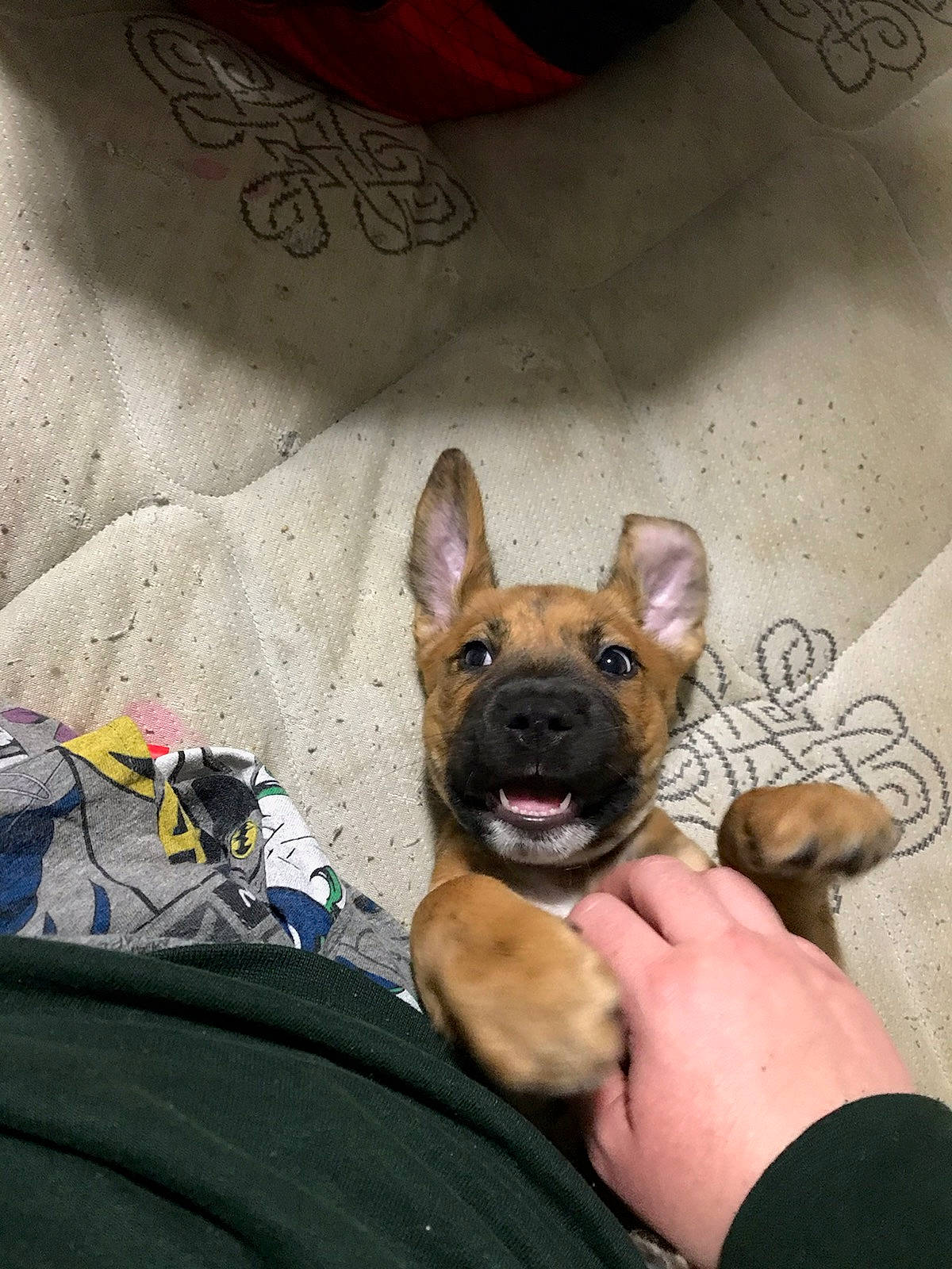 Tobias is registered to the contest to win money with this photo: belgian_shepherd, belgian_shepherd_malinois, canidae, carnivore, dog, dog_breed, fawn, german_shepherd_dog, mammal, snout, vertebrate, working_dog