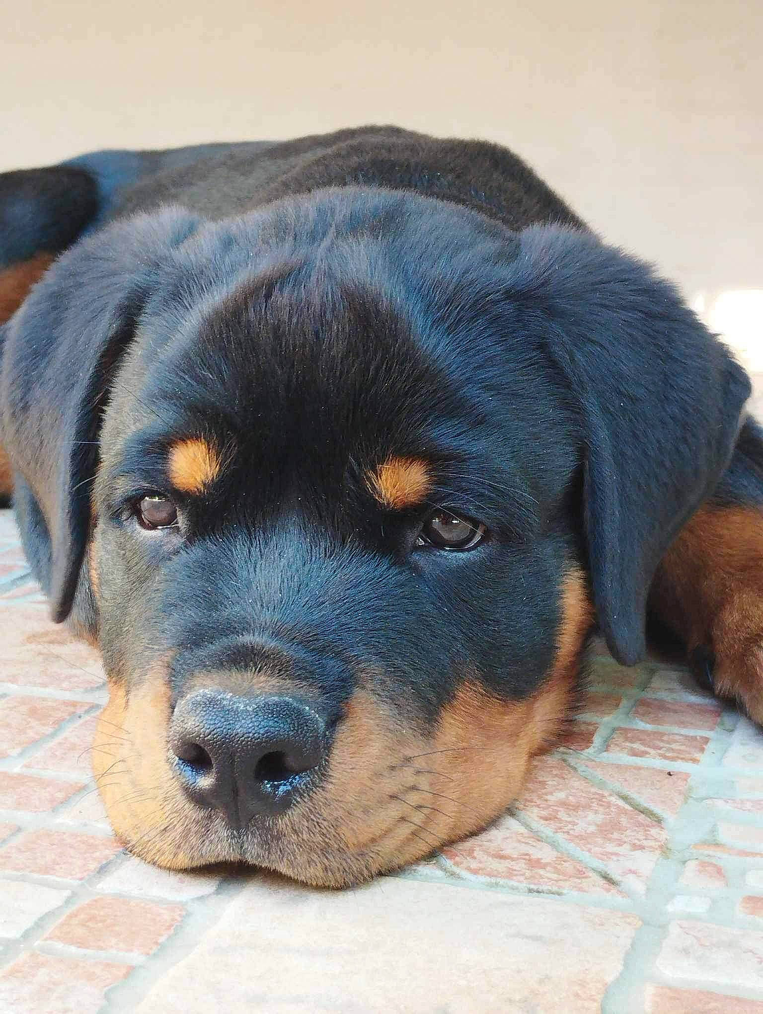 Kyser participe au concours pour gagner de l'argent avec cette photo : beaglier, carlin_pinscher, carnivore, companion_dog, dog, dog_breed, electric_blue, fur, hunting_dog, rottweiler, sporting_group, terrestrial_animal, whiskers, working_dog