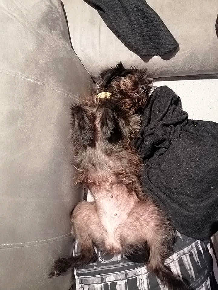 Gipsy participe au concours pour gagner de l'argent avec cette photo : canidae, carnivore, claw, comfort, companion_dog, dog, dog_breed, felidae, fur, grey, human_leg, liver, paw, small_to_medium_sized_cats, snout, sporting_group, tail, terrier, toy_dog, whiskers