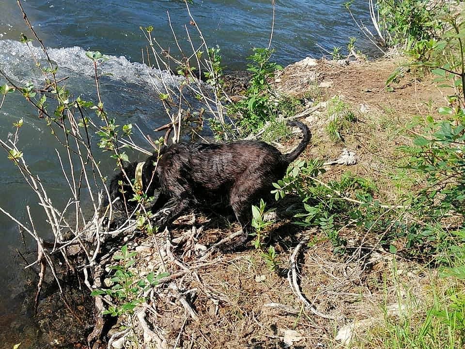 Gipsy participe au concours pour gagner de l'argent avec cette photo : beak, flightless_bird, grass, groundcover, lake, nutria, plant, root, soil, sporting_group, tail, terrestrial_animal, water, wildlife