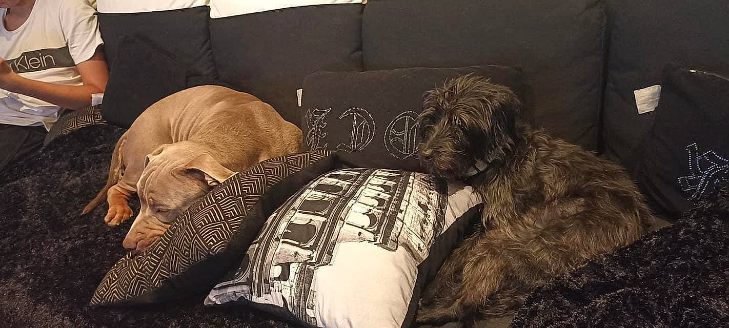 Gipsy a rejoint le concours — aidez-le/la à gagner de superbes lots ! art, bedding, carnivore, comfort, companion_dog, couch, darkness, dog, dog_breed, grey, linens, liver, nap, pattern, pillow, sporting_group, studio_couch, throw_pillow, tints_and_shades, working_animal