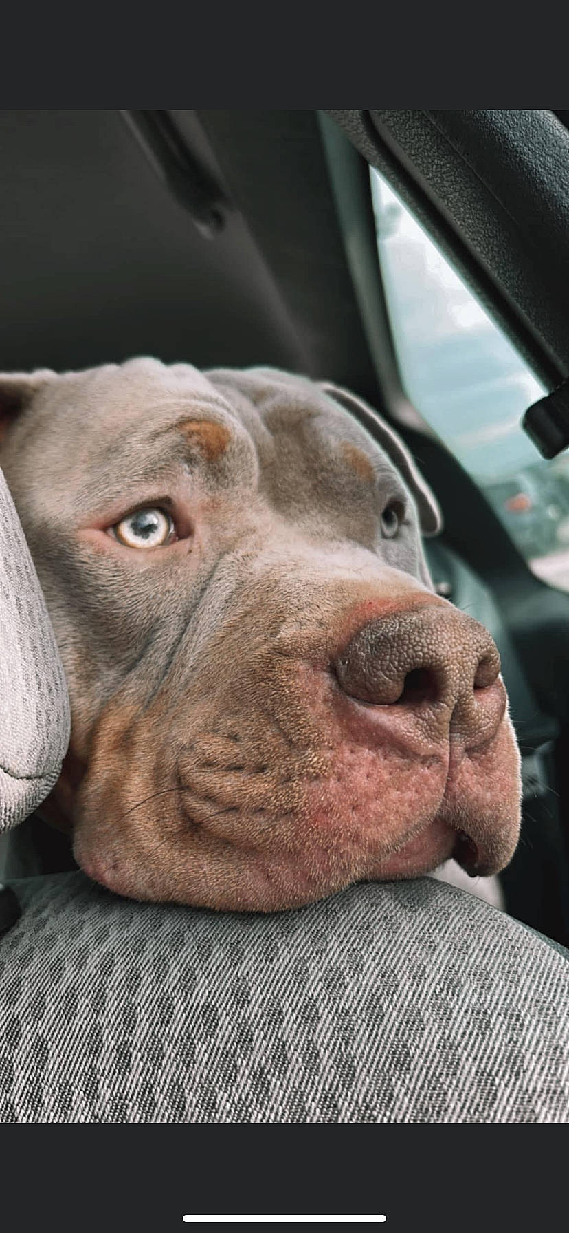 Tyson a rejoint le concours — aidez-le/la à gagner de superbes lots ! canidae, carnivore, collar, companion_dog, dog, dog_breed, dog_collar, ear, fawn, fur, gun_dog, liver, non_sporting_group, snout, sporting_group, terrestrial_animal, whiskers, wildlife, working_animal, wrinkle