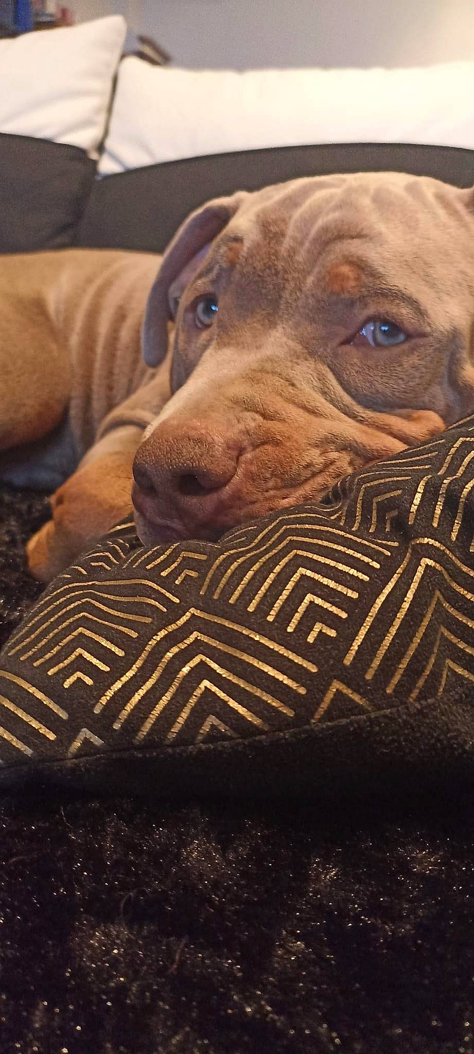 Tyson participe au concours pour gagner de l'argent avec cette photo : art, carnivore, comfort, companion_dog, couch, dog, dog_breed, fawn, flooring, fur, gun_dog, liver, pattern, pet_supply, snout, terrestrial_animal, whiskers, wood, working_animal, wrinkle