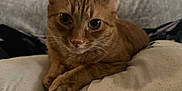 Alfred is registered to the contest to win money with this photo: cat, ginger_cat, pet, animal, feline, cushion, indoor, home, relaxing, resting, close_up, fur, whiskers, ears, paws, soft, comfortable, curious, domestic, cozy