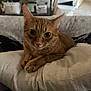 cat, ginger_cat, pet, animal, feline, cushion, indoor, home, relaxing, resting, close_up, fur, whiskers, ears, paws, soft, comfortable, curious, domestic, cozy