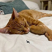 Alfred joined the competition — help win amazing prizes! cat, sleeping, ginger_cat, indoor, bed, blanket, pillow, fur, pet, cozy, resting, animal, whiskers, closeup, relaxation, feline, soft, domestic_cat, cute, nap