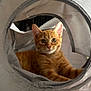 Alfred is registered to the contest to win money with this photo: cat, orange_tabby, pet, animal, tunnel, fabric, indoor, cute, feline, playful, curious, resting, ears, whiskers, eyes, soft_light, cozy, home, blurred_background, relaxed