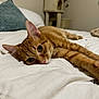 Alfred joined the competition — help win amazing prizes! cat, orange_tabby, bed, white_bedspread, pillow, teal_pillow, cat_tree, indoor, pet, feline, relaxed, lying_down, fur, whiskers, ears, close_up, animal, domestic_cat, cozy, resting
