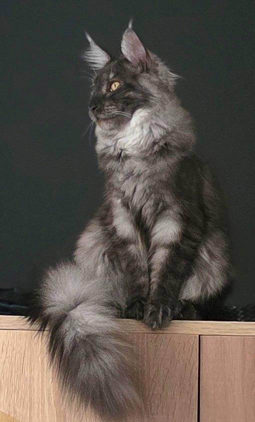Aya