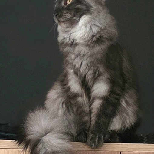 Aya