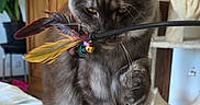 Aya participe au concours pour gagner de l'argent avec cette photo : cat, gray_cat, feather_toy, indoor, cushion, furniture, wooden_cabinet, cat_tree, pet, playful, curious, whiskers, paw, feline, cozy, domestic_animal, soft_fur, close_up, animal_toy, relaxed