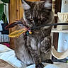 cat, gray_cat, feather_toy, indoor, cushion, furniture, wooden_cabinet, cat_tree, pet, playful, curious, whiskers, paw, feline, cozy, domestic_animal, soft_fur, close_up, animal_toy, relaxed