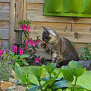 Aya participe au concours pour gagner de l'argent avec cette photo : cat, flower, garden, plant, wooden_fence, greenery, pink_flower, outdoor, nature, pet, paw, curious, foliage, shrub, sunlight, leaf, animal, mammal, flora, domestic_cat