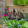 cat, flower, garden, plant, wooden_fence, greenery, pink_flower, outdoor, nature, pet, paw, curious, foliage, shrub, sunlight, leaf, animal, mammal, flora, domestic_cat