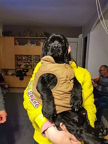 Blakbim participe au concours pour gagner de l'argent avec cette photo : canidae, carnivore, companion_dog, costume, dog, dog_breed, event, fictional_character, fun, fur, glove, mask, personal_protective_equipment, room, snout, sporting_group, yellow