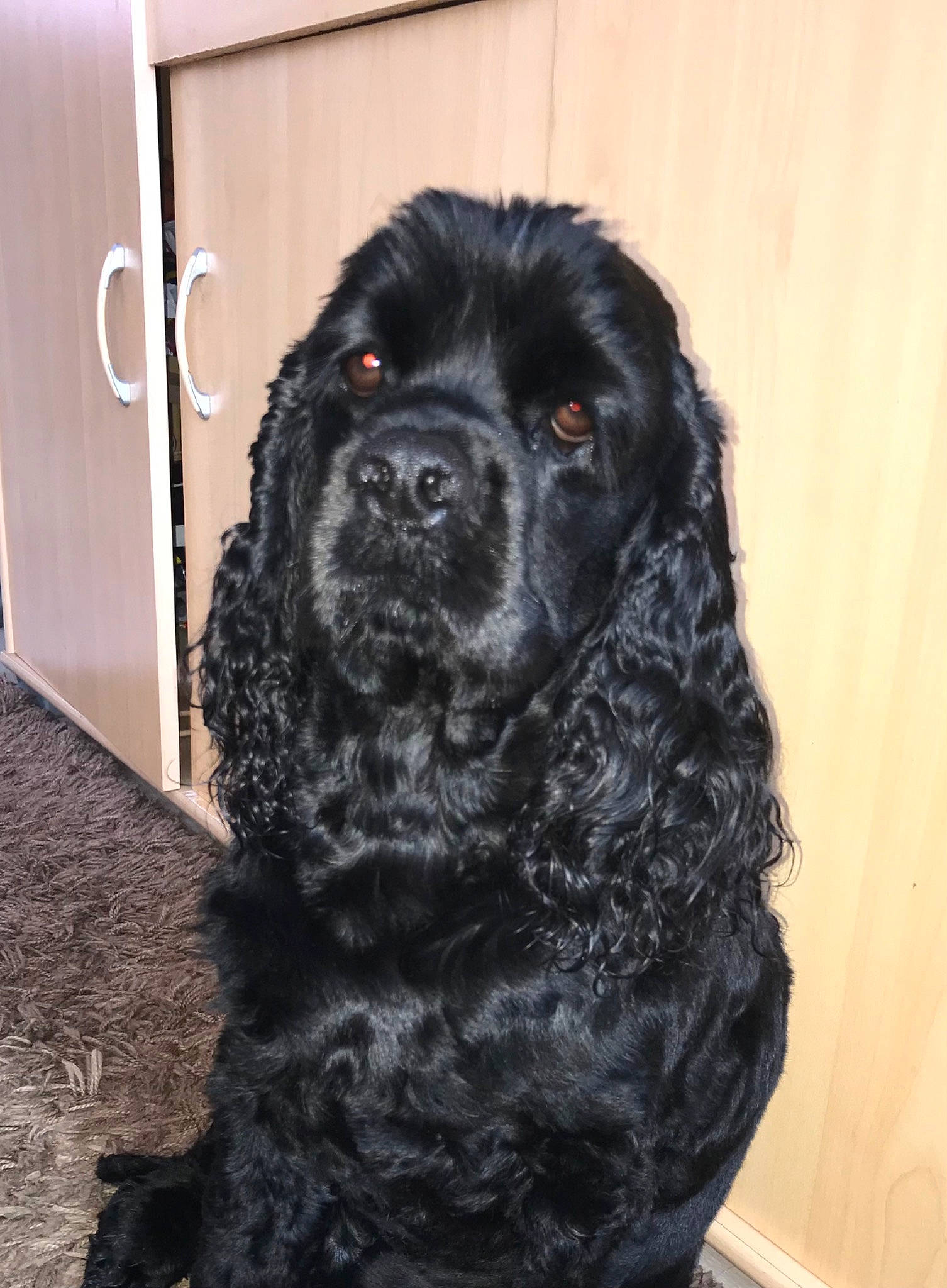 Blakbim a rejoint le concours — aidez-le/la à gagner de superbes lots ! carnivore, companion_dog, dog, dog_breed, door, fur, snout, sporting_group, terrestrial_animal, working_animal